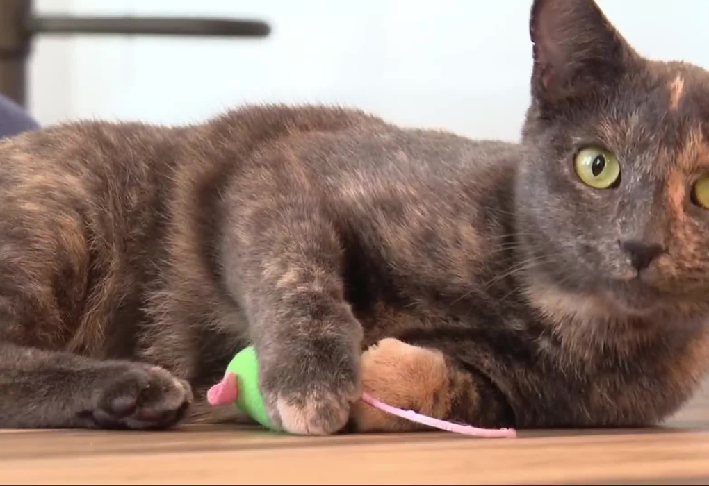 microchip cat reunion jinx