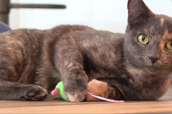 microchip cat reunion jinx