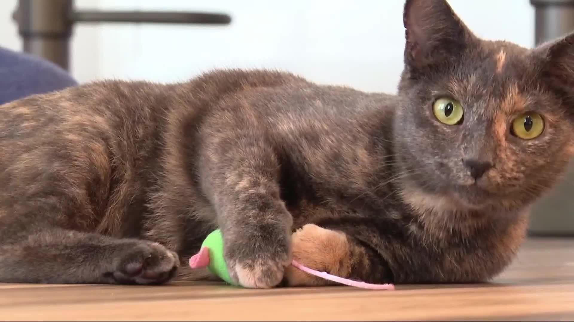 microchip cat reunion jinx